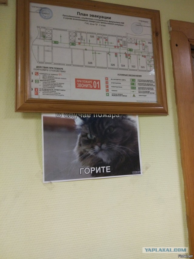 Подсмотрено на просторах