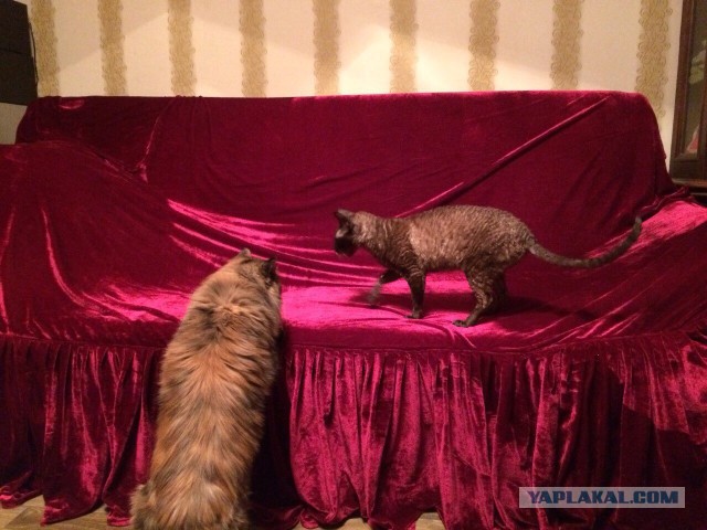 Котовторник 27.12.2016