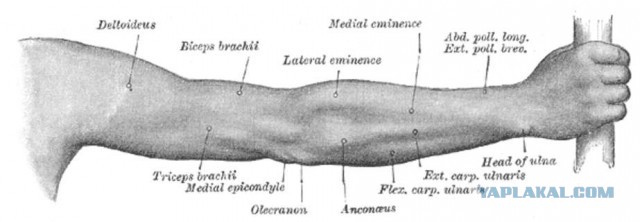 За кулисами "Порно-Оскара"