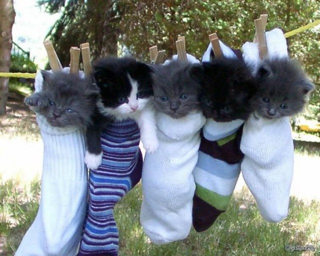 Коты и Кошки