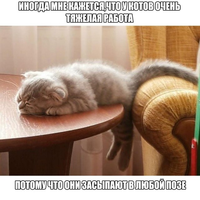 Коты и Кошки