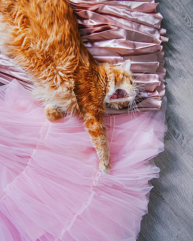 Коты и Кошки