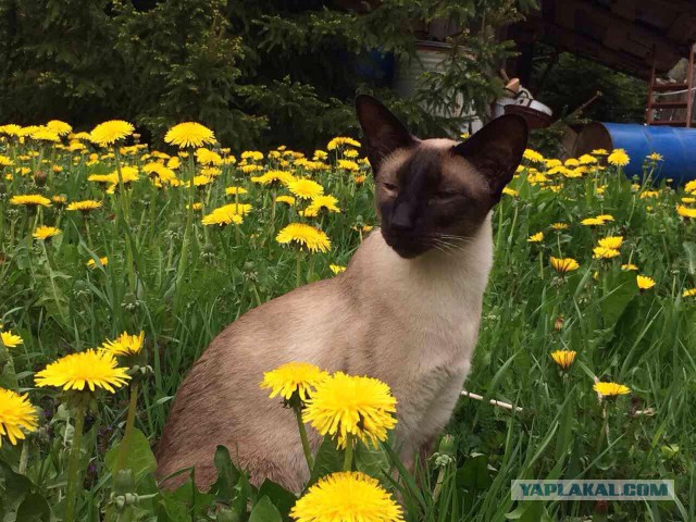 Котовторник 11.07.2017