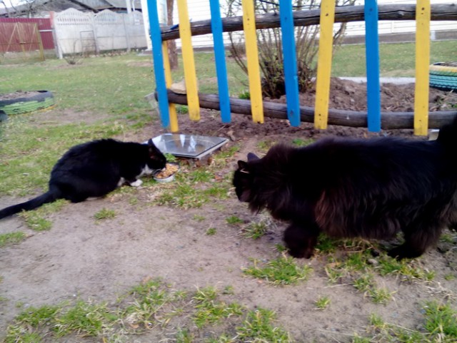 Котовторник 1.08.17
