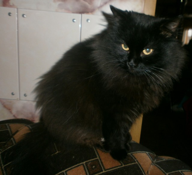 Котовторник 16.01.2018