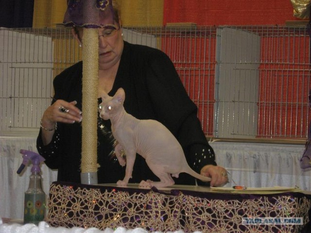 Iams Cat Championship в Нью- Йорке