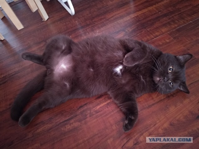 Котовторник 07.08.2018