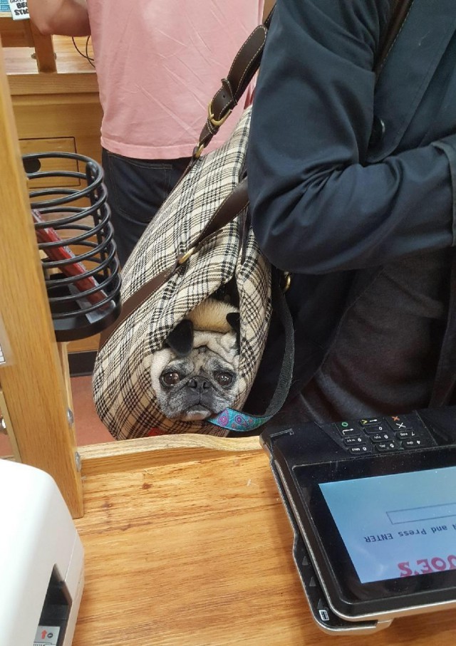 Живность из сети