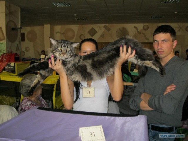 Котовторник 1.02.2011
