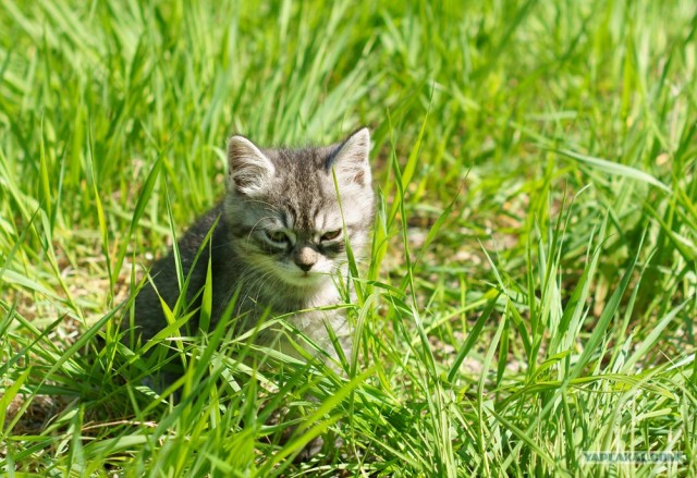 Начинаем котовторник!