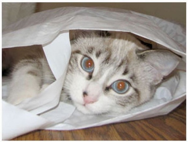 Интимный котовторник (23.08.11)