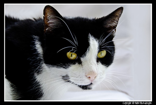 Котовторник (31.01.2012)
