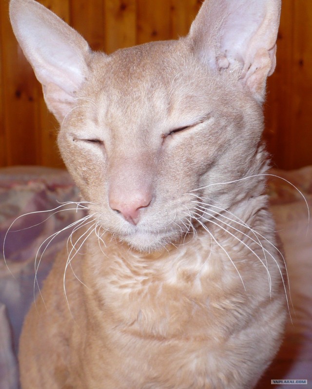Котовторник (07.02.2012)