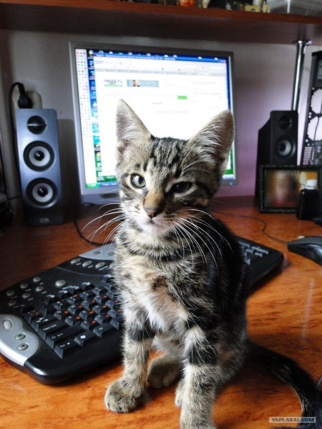 Котовторник (21.02.2012)