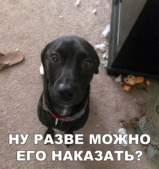 Нестандартный юмор