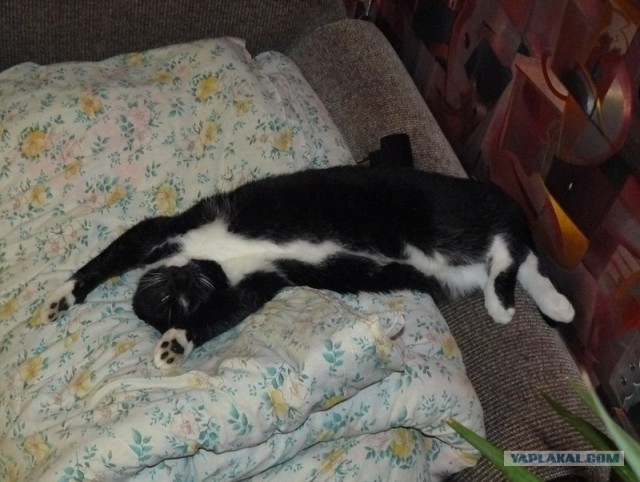 Котовторник  от 3.04.2012
