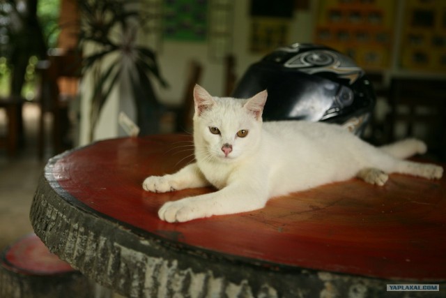 Котовторник 29.05.2012