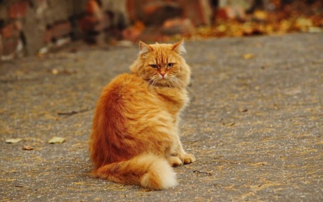 Вся красота уличных котов