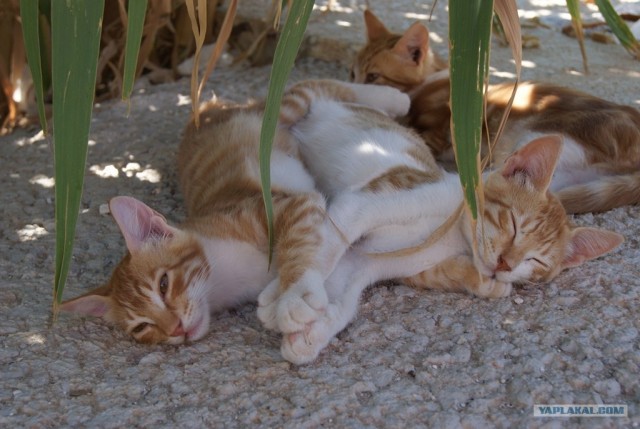 Котовторник  28.08.12