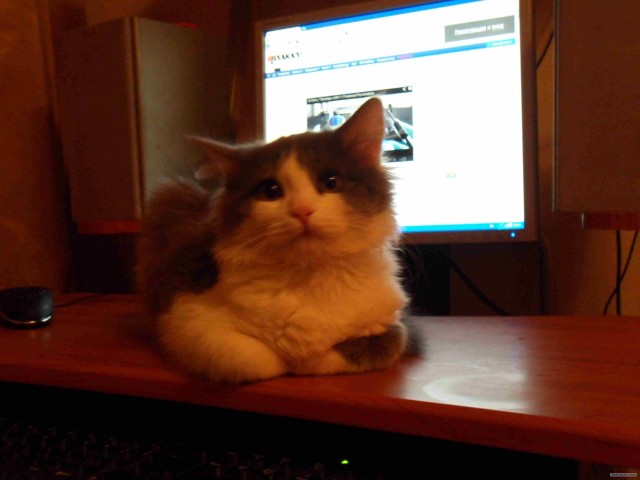 Котовторник 29.01.2013