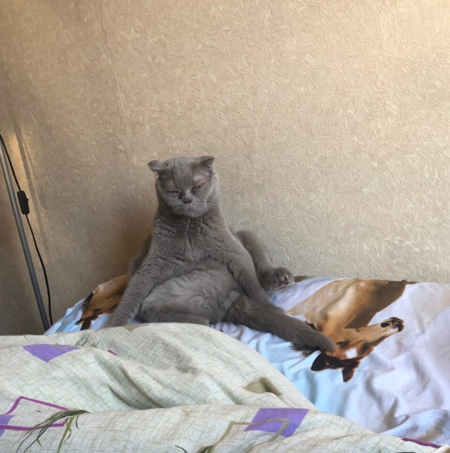 Забавные фото котеек