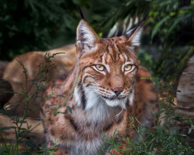 Животинки разной фото