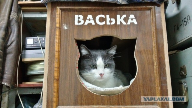 О солнечном коте