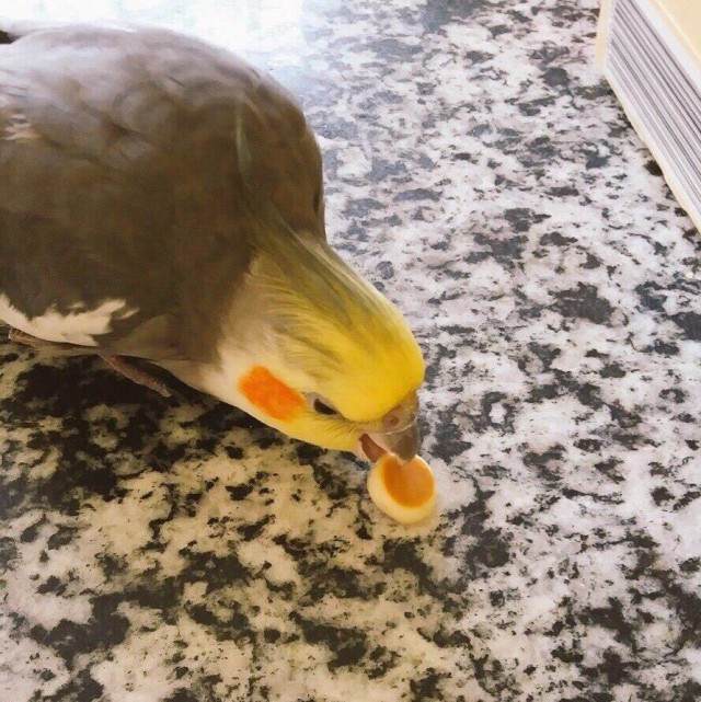Живность из сети