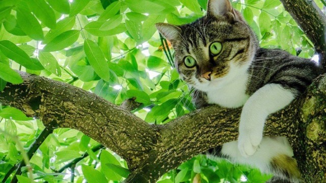 Чуток картинок не про вирус  13.0  Кошки и коты