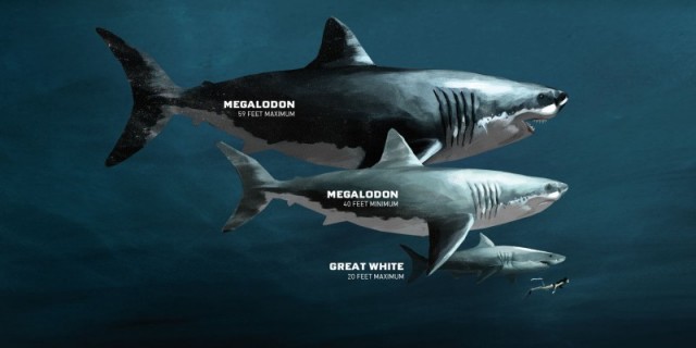 Мегалодон: доисторическая акула дожившая до Первобытных Людей. Каким был страшный монстр Океана?