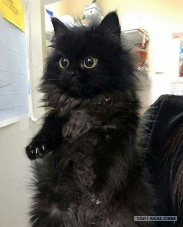 Котовторник?! Коты во вторник!