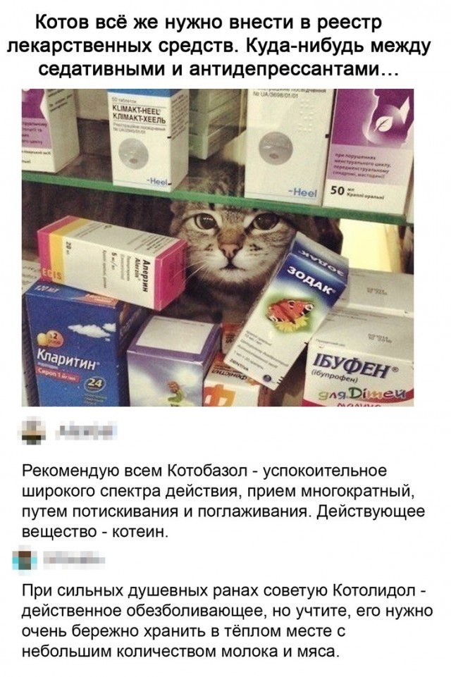 Коты они такие