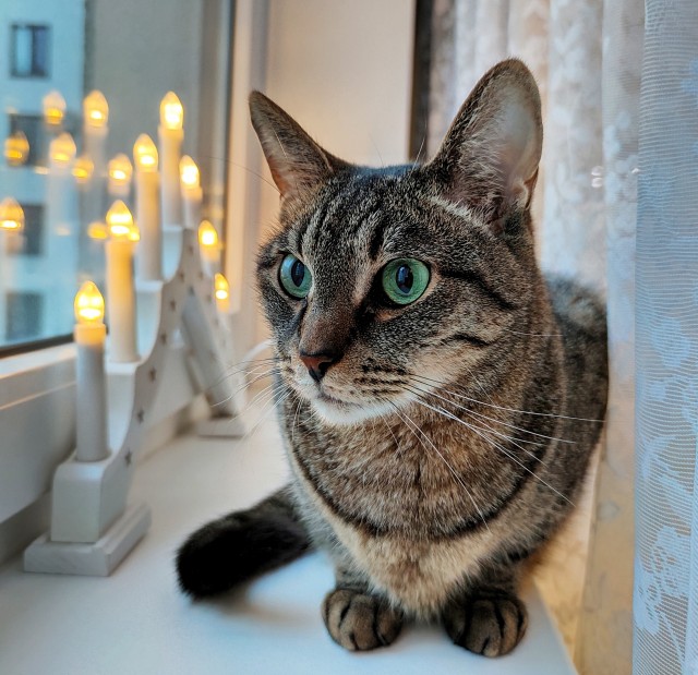 Котики бывают разные - черные, белые, и все классные