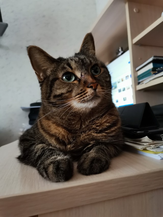 Котовторник. Добавляйте своих
