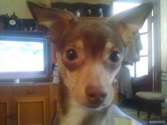 Любитель капусты