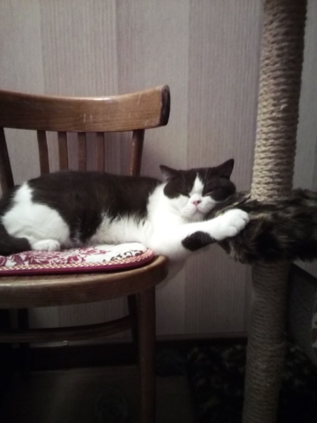 Котовторник 14.09.2021