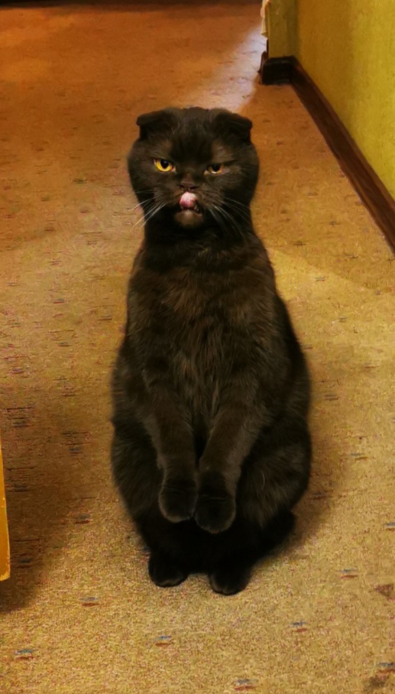 Котовторнику быть