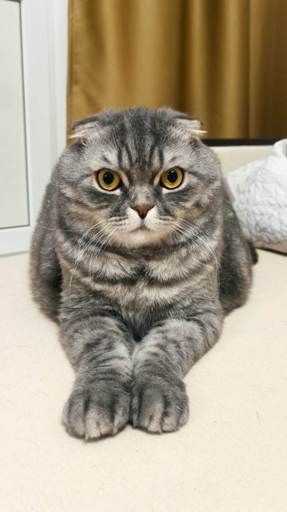 Котовторник 25.01.22