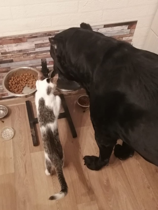 Котовторник. Февраль