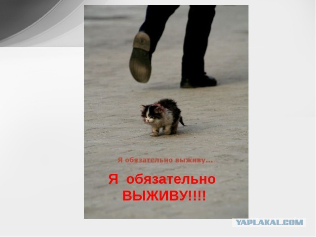 Котоманы, как не разориться на кормежке котов?