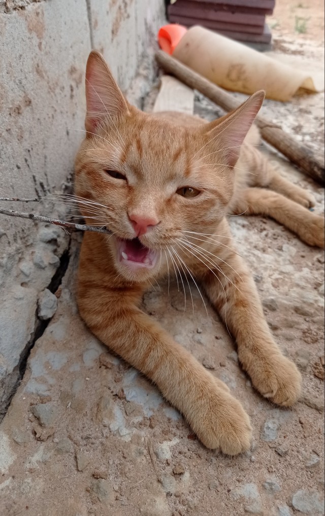 А вот и котовторник 24.05.2022