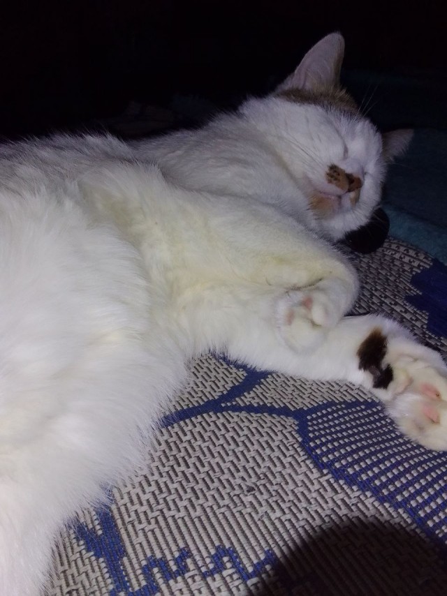 Кот д’Ивуар