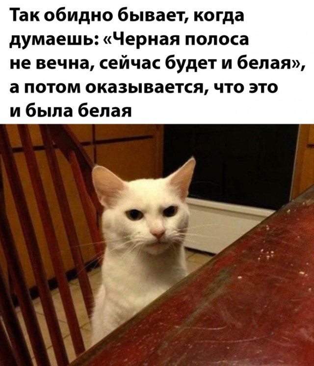 Весёлый полтишок 27.07.22