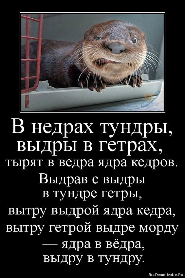 Заплыв с любопытной выдрой