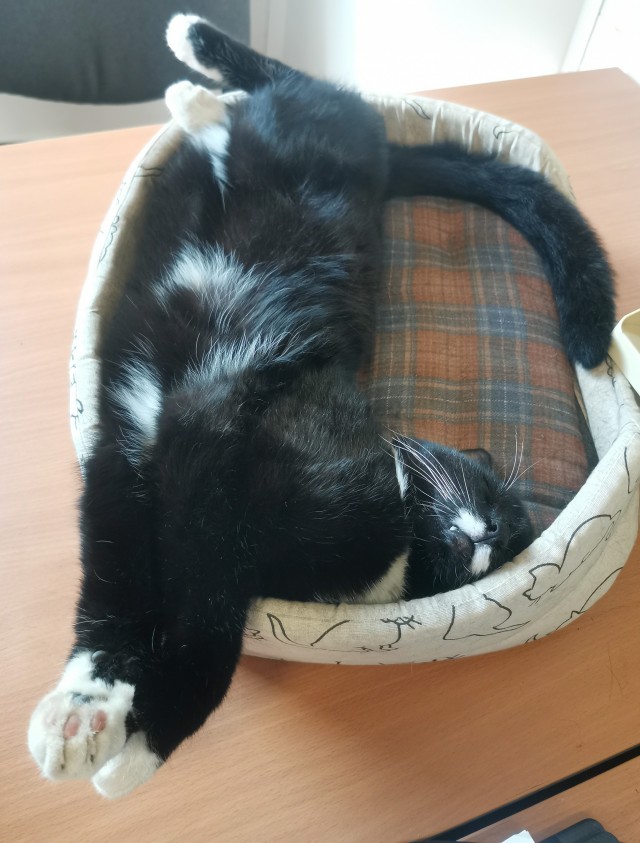Кот во вторник