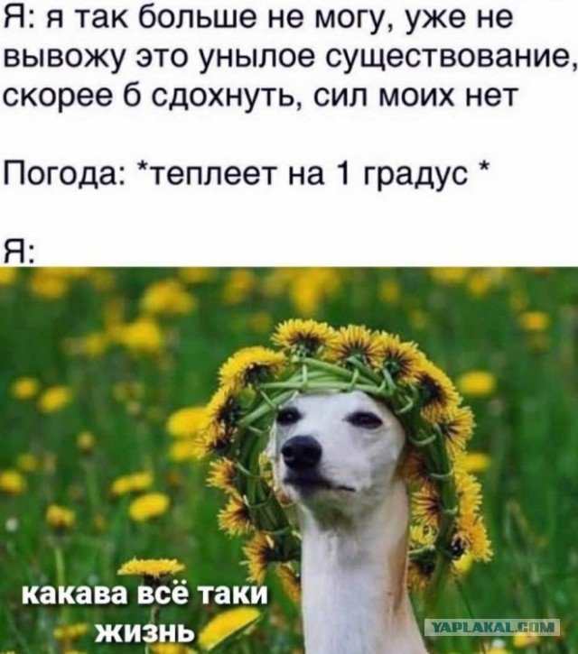 Юмор в картинках и без 04.10.2022