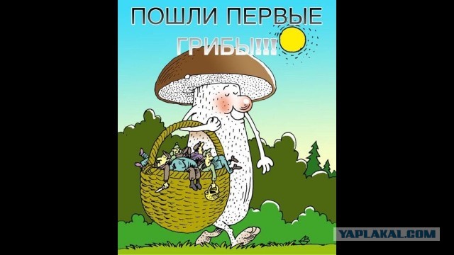 Житель Селятино в походе за грибами получил ножевое ранение