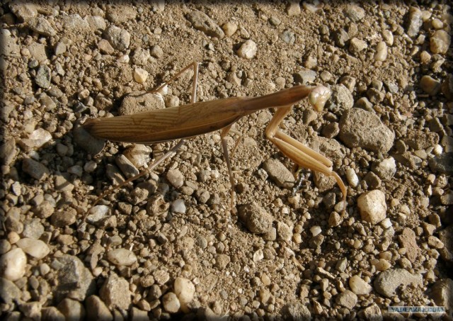 Крым. Южный Демерджи. Вершина.