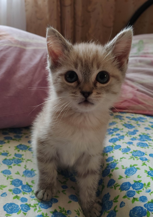 Начинаем котовторник.