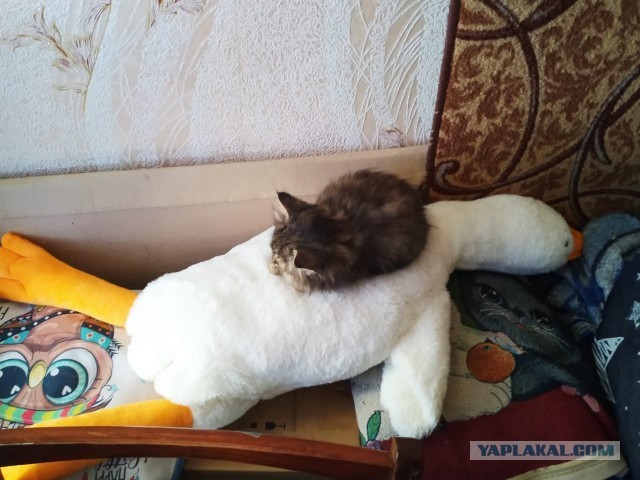 А ты возьми меня, пожалуйста, вторым...